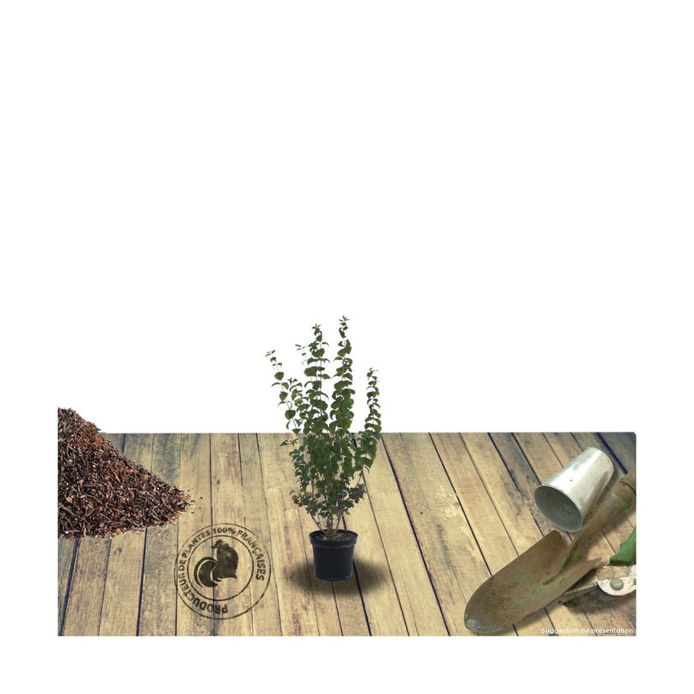  Seringat Commun Coronarius/pot De 4l - 40/60 Cm