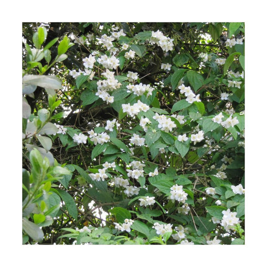  Seringat Virginal/pot De 4l - 40/60 Cm