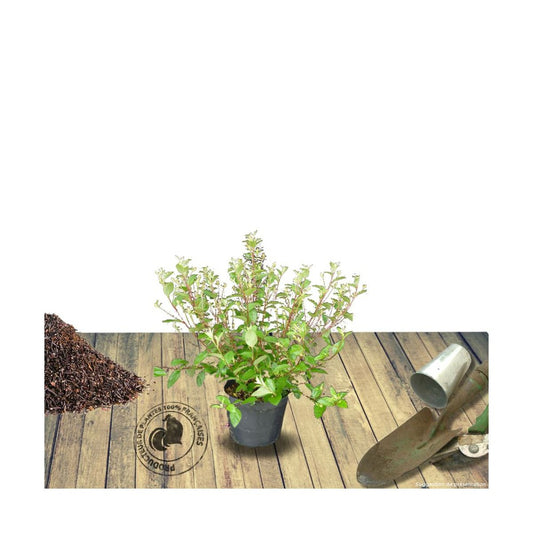  Ceanothe Pallidus Marie Simon/pot De 3l - 20/40 Cm