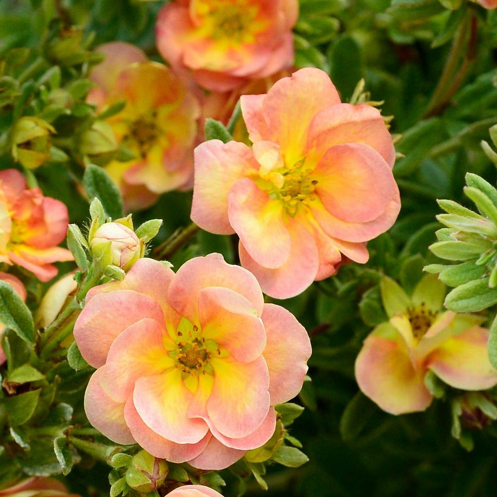  Potentille Fruticosa Double Punch® Peach 'minjaro01'/pot De 1,5l - Tuteur Bambou 30/60 Cm