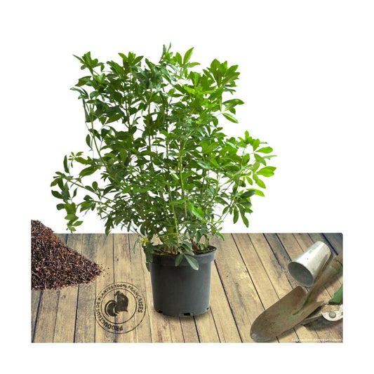  Oranger Du Mexique Ternata/pot De 15l - 60/80 Cm