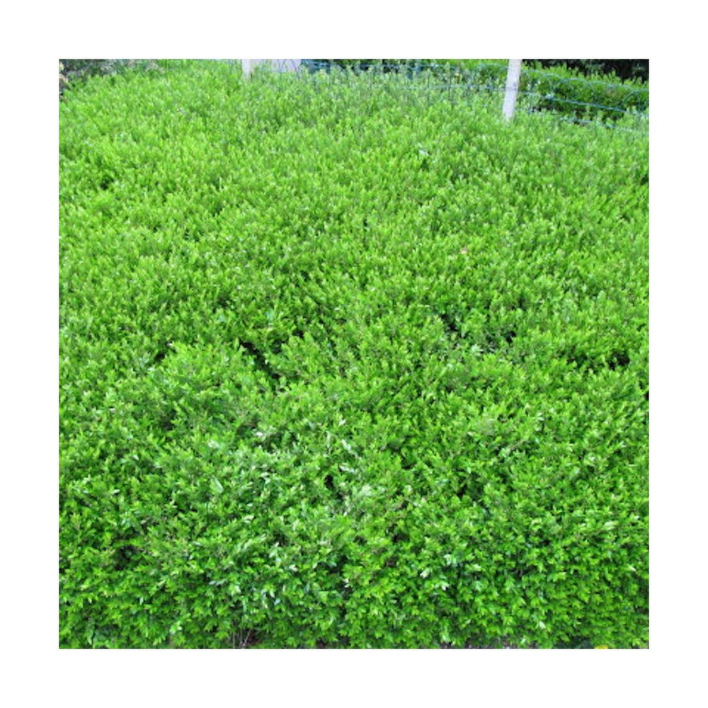  Chèvrefeuille Cupule Pileata/pot De 3l - 20/40 Cm