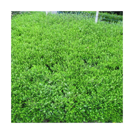  Chèvrefeuille Cupule Pileata/pot De 3l - 20/40 Cm