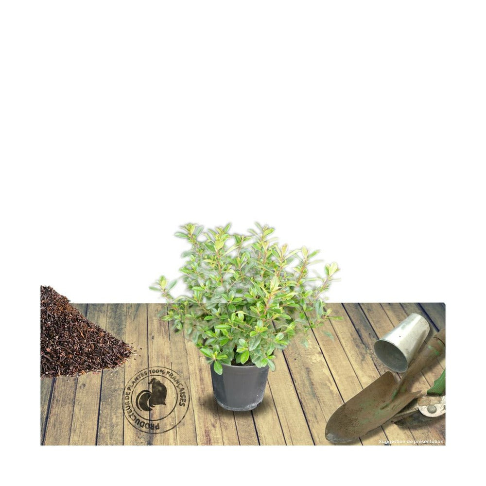  Escallonia X Apple Blossom/pot De 3l - 20/40 Cm
