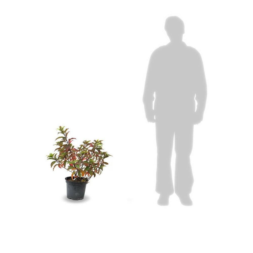  Hortensia Paniculata Limelight/pot De 7,5l - 60/80 Cm