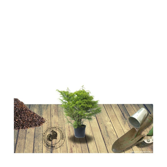  Cèdre Du Japon Japonica Bandai Sugi/pot De 3l - 20/40 Cm
