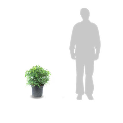  Cèdre Du Japon Japonica Globosa Nana/pot De 12l - 50/60 Cm