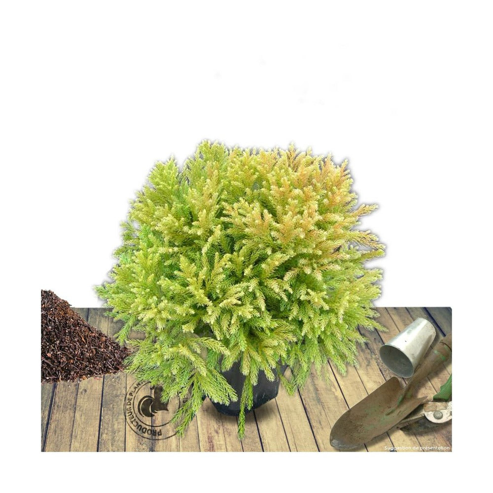  Cèdre Du Japon Japonica Globosa Nana/pot De 12l - 50/60 Cm