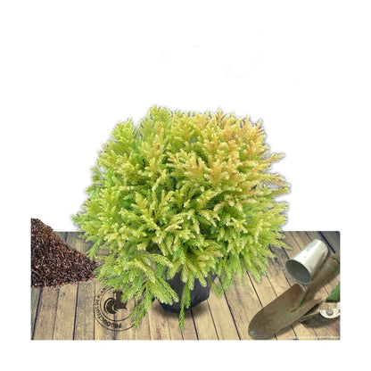  Cèdre Du Japon Japonica Globosa Nana/pot De 12l - 50/60 Cm