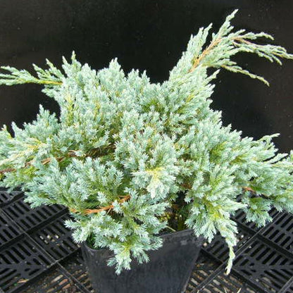  Genévrier écailleux Squamata Blue Carpet/pot De 3l - 20/40 Cm