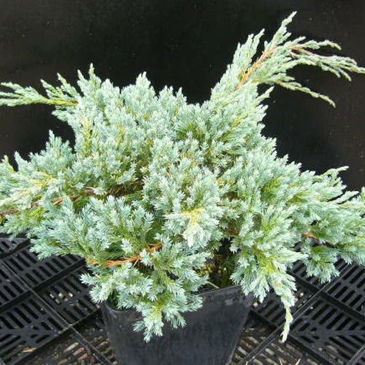  Genévrier écailleux Squamata Blue Carpet/pot De 3l - 20/40 Cm