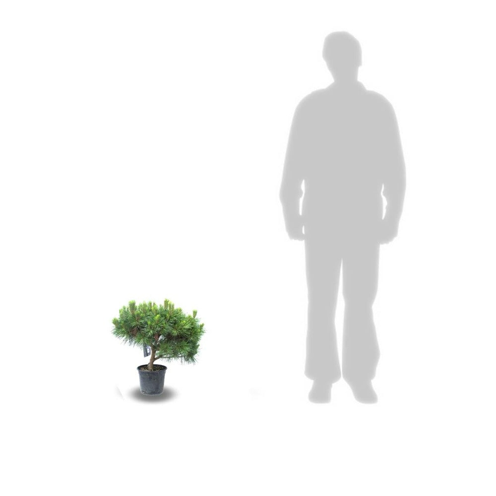  Pin Noir Nigra Pierrick Bregeon®/pot De 3l - 20/40 Cm