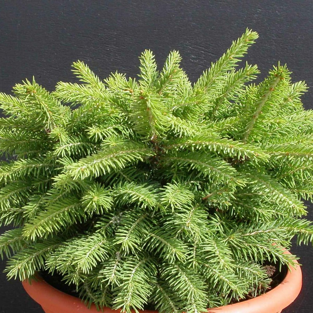  Épicéa Commun Abies Nidiformis/godet - 5/20 Cm