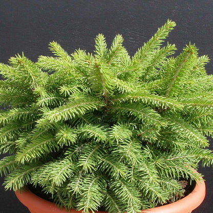  Épicéa Commun Abies Nidiformis/godet - 5/20 Cm