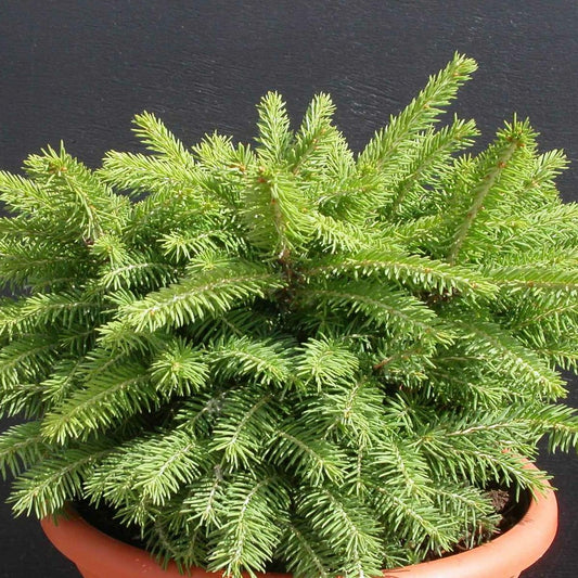  Épicéa Commun Abies Nidiformis/godet - 5/20 Cm