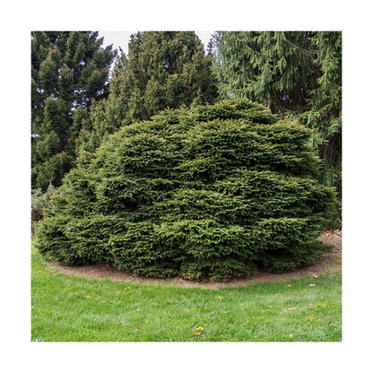  Épicéa Commun Abies Nidiformis/godet - 5/20 Cm