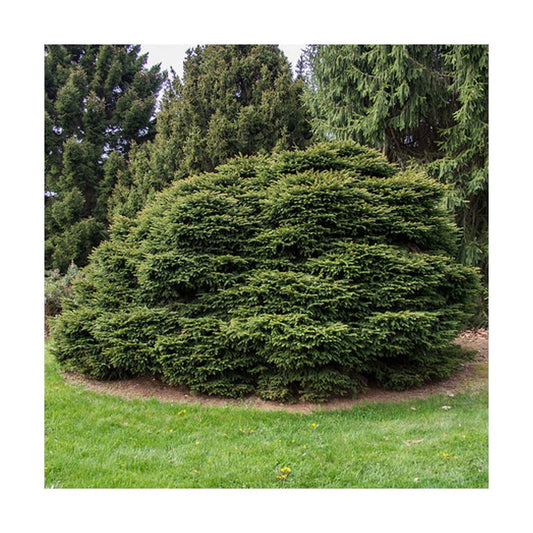  Épicéa Commun Abies Nidiformis/godet - 5/20 Cm