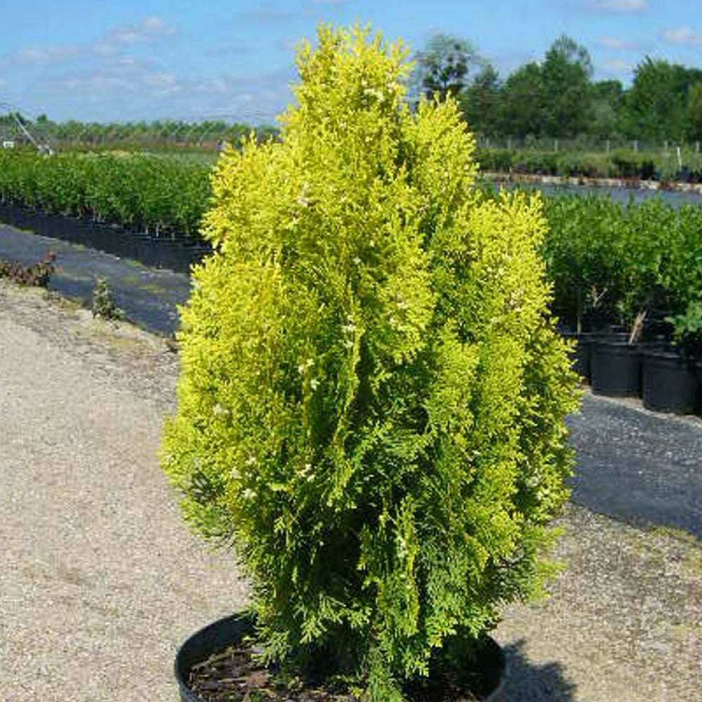 Thuya Du Canada Orientalis Semperaurea/pot De 12l - 50/60 Cm