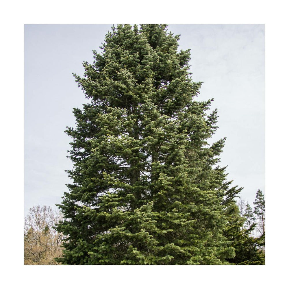  Sapin Du Colorado Concolor/godet - 5/20 Cm