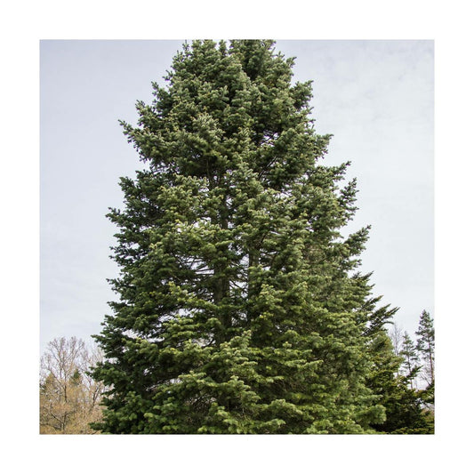  Sapin Du Colorado Concolor/godet - 5/20 Cm