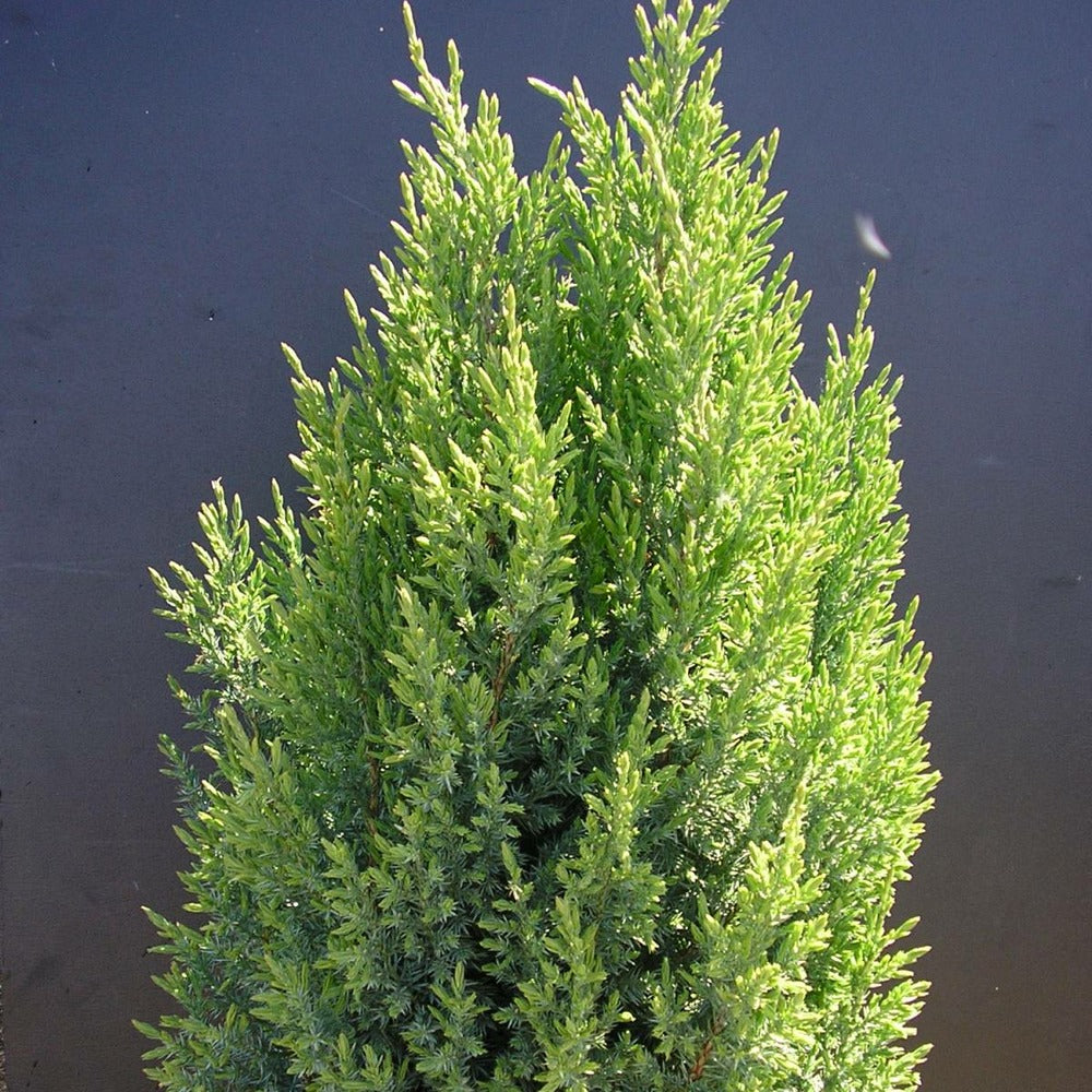  Genévrier De Chine Chinensis Stricta/pot De 7,5l - 40/60 Cm