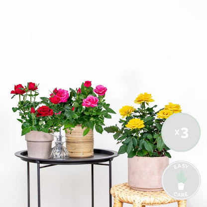  3x Mélange De Rosiers En Pot – Rosa – Patio & Plante D'intérieur – ⌀12cm – ↕20-30cm
