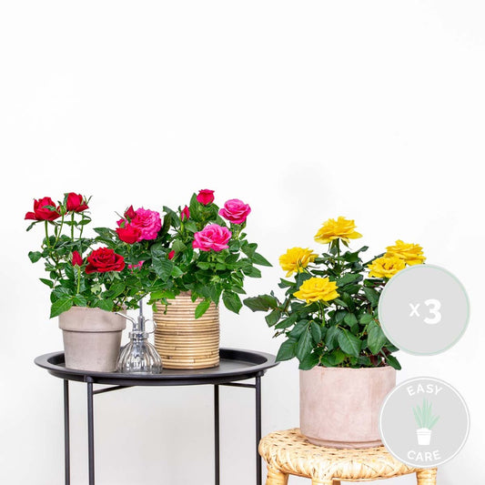  3x Mélange De Rosiers En Pot – Rosa – Patio & Plante D'intérieur – ⌀12cm – ↕20-30cm