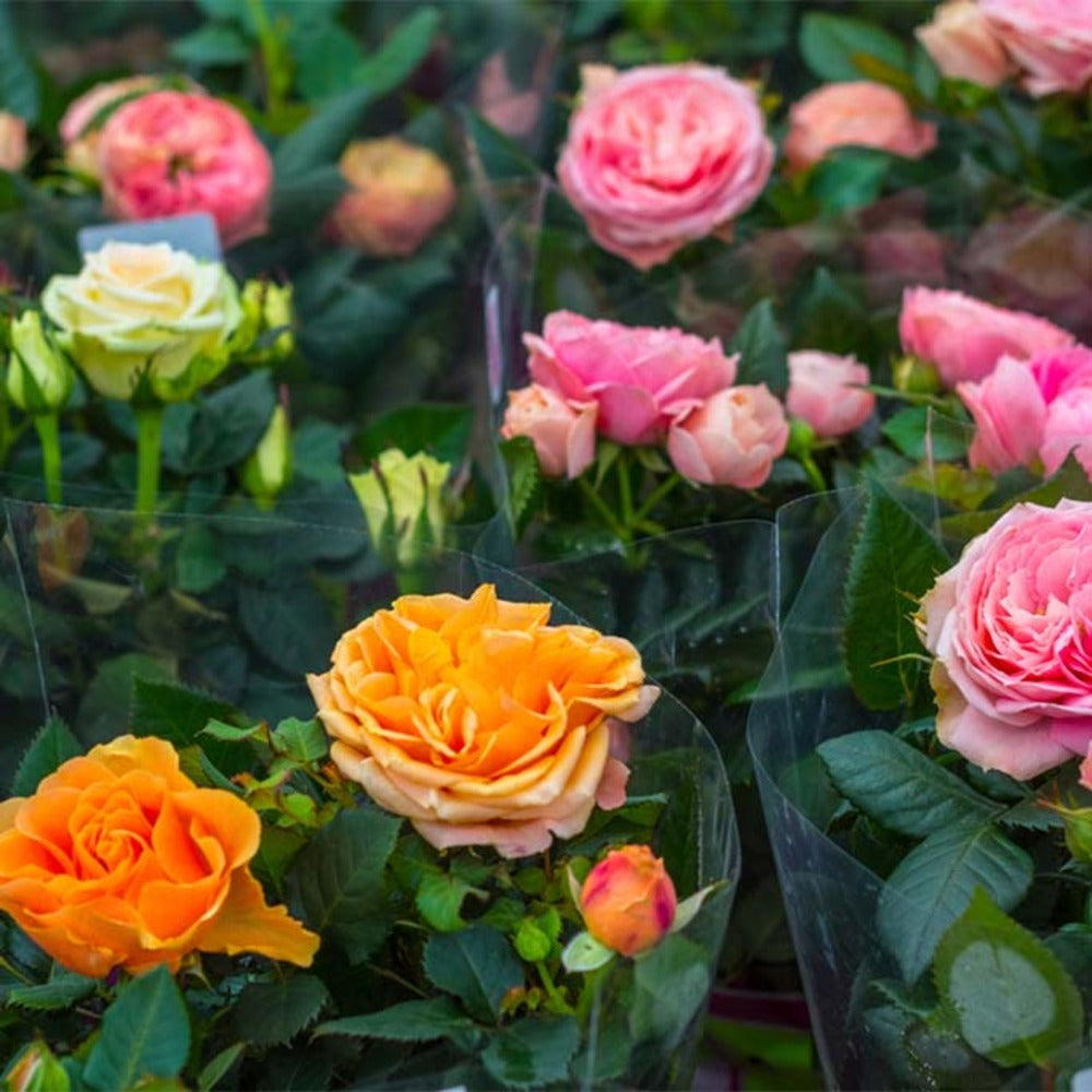  3x Mélange De Rosiers En Pot – Rosa – Patio & Plante D'intérieur – ⌀12cm – ↕20-30cm