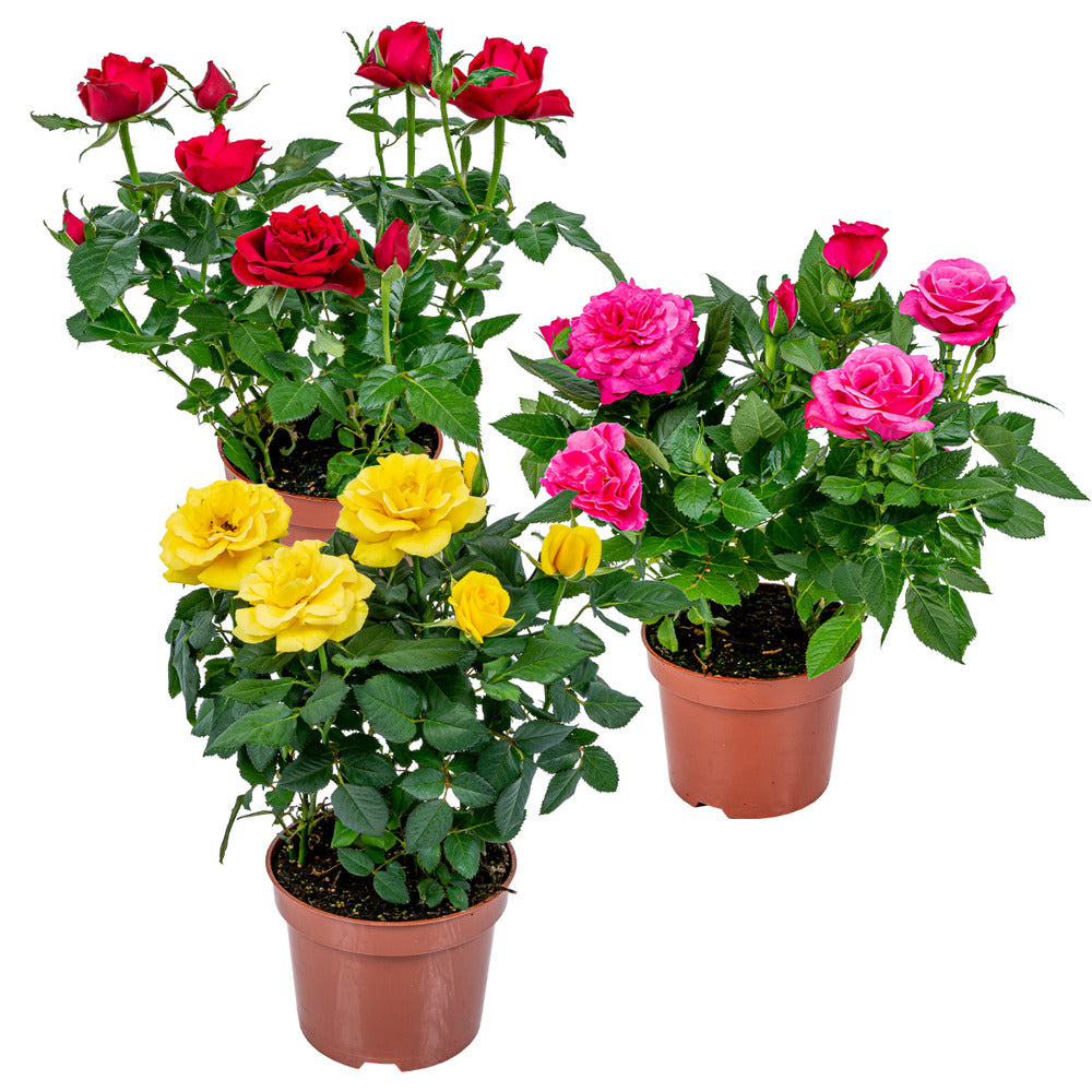  3x Mélange De Rosiers En Pot – Rosa – Patio & Plante D'intérieur – ⌀12cm – ↕20-30cm