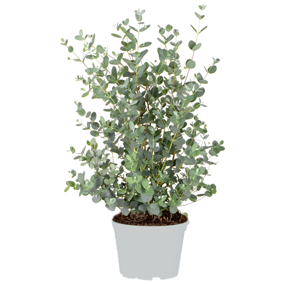  Eucalyptus Gunnii - Gommier - Arbuste - Persistant – ⌀17 Cm - ↕40-50 Cm