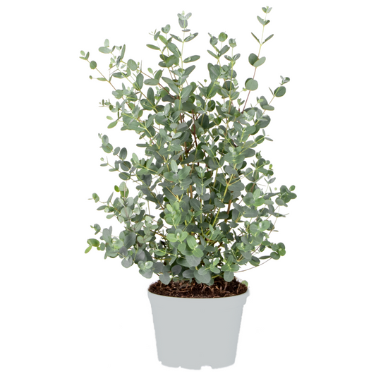  Eucalyptus Gunnii - Gommier - Arbuste - Persistant – ⌀17 Cm - ↕40-50 Cm
