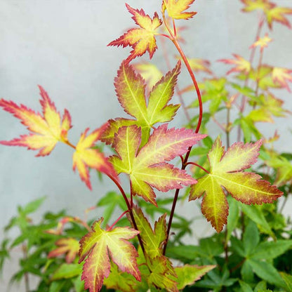  Acer Palmatum 'little Princess' – érable Du Japon – Arbuste - Rustique – ⌀19 Cm - ↕40-50 Cm