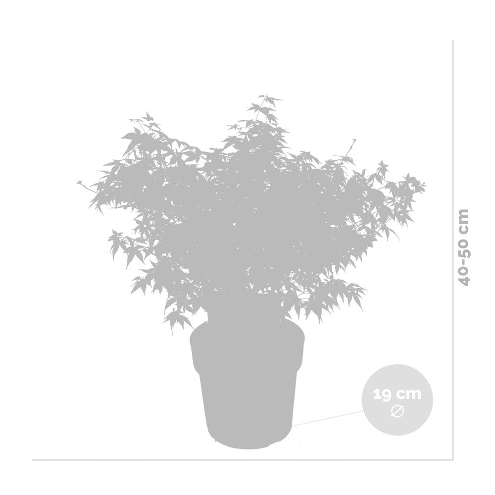  Acer Palmatum 'little Princess' – érable Du Japon – Arbuste - Rustique – ⌀19 Cm - ↕40-50 Cm