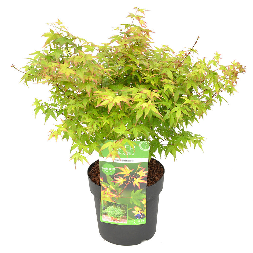  Acer Palmatum 'little Princess' – érable Du Japon – Arbuste - Rustique – ⌀19 Cm - ↕40-50 Cm