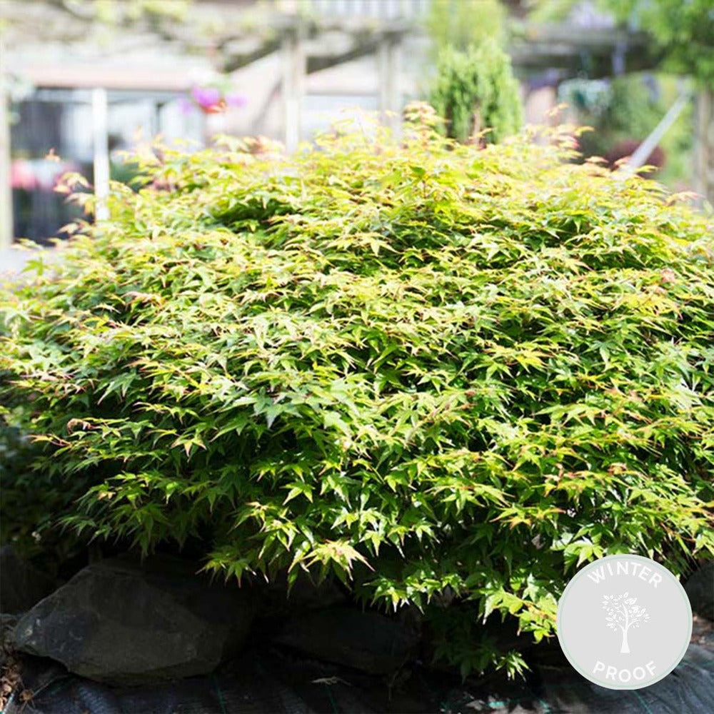  Acer Palmatum 'little Princess' – érable Du Japon – Arbuste - Rustique – ⌀19 Cm - ↕40-50 Cm