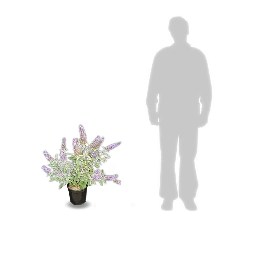  Arbre Aux Papillons Davidii Lochinch/pot De 7,5l - 60/80 Cm