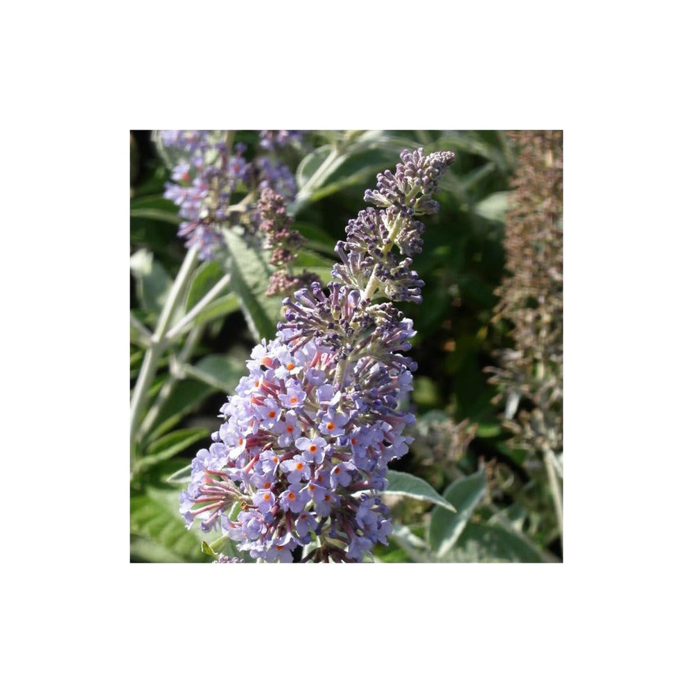  Arbre Aux Papillons Davidii Lochinch/pot De 7,5l - 60/80 Cm