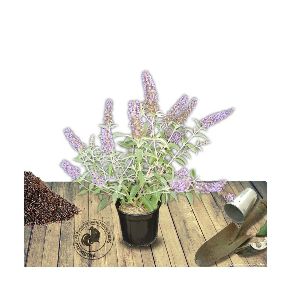  Arbre Aux Papillons Davidii Lochinch/pot De 7,5l - 60/80 Cm