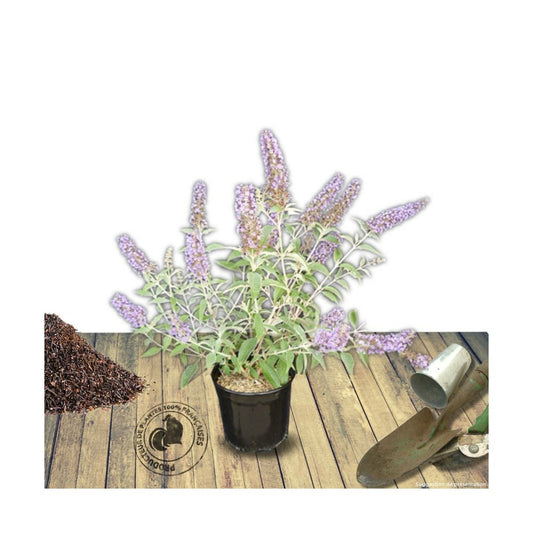  Arbre Aux Papillons Davidii Lochinch/pot De 7,5l - 60/80 Cm