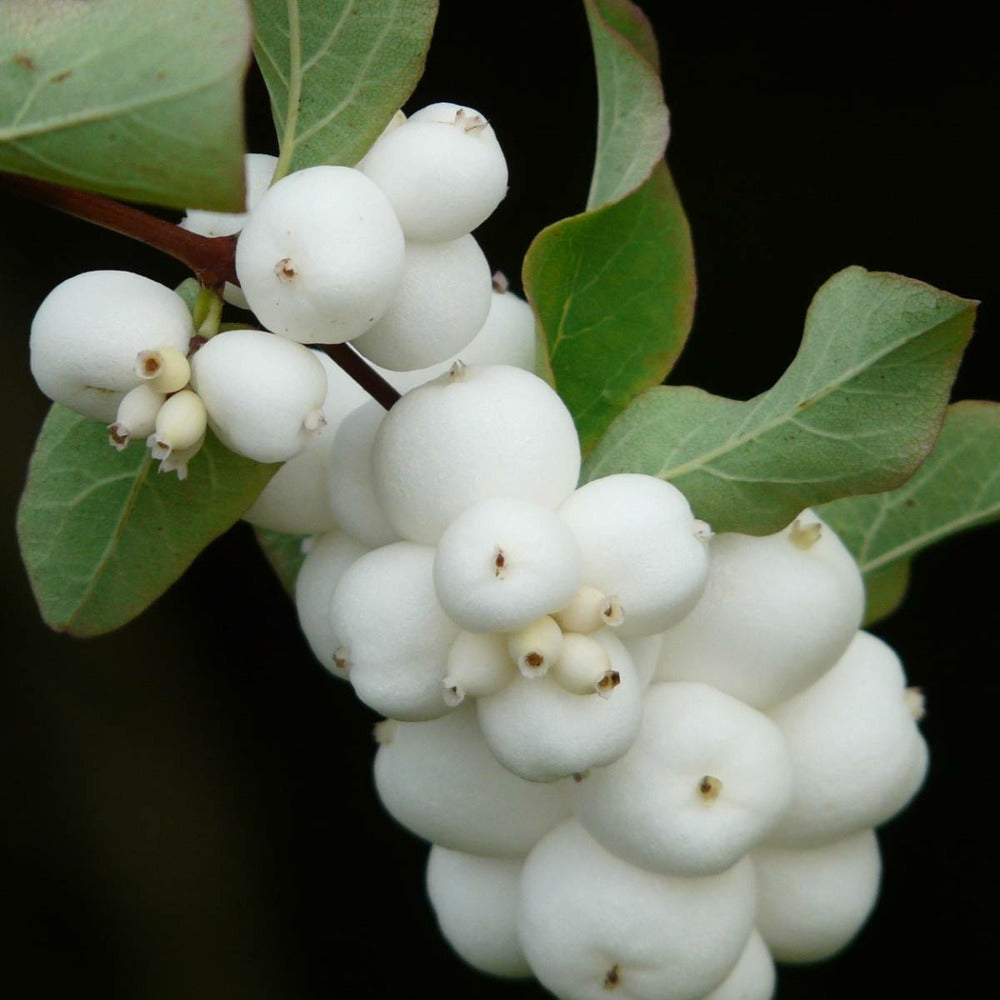  Symphorine X Doorenbosii White Hedge/pot De 4l - 40/60 Cm