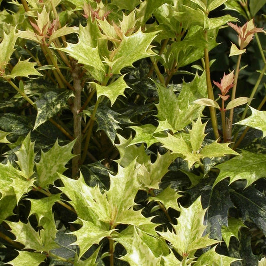  Osmanthe Heterophyllus Goshiki/pot De 3l - 20/40 Cm