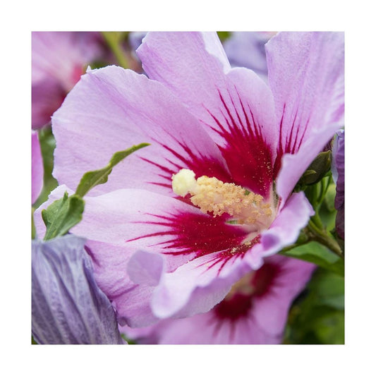 Hibiscus Syriacus Woodbridge/pot De 4l - 40/60 Cm