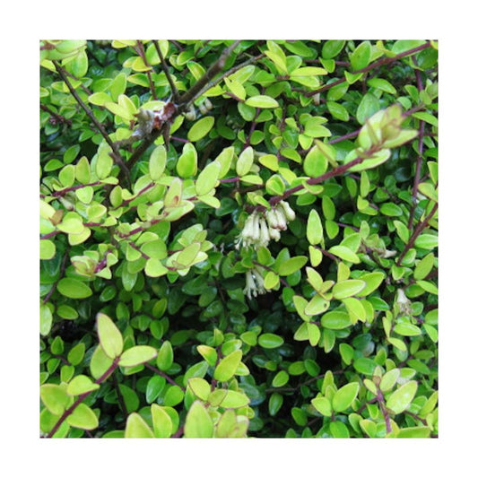  Chèvrefeuille Nitida Panmin/pot De 4l - 20/40 Cm