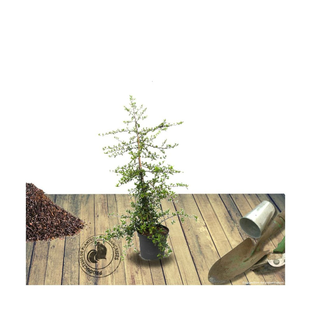  Buisson Ardent Coccinea Soleil D'or/pot De 3l - 60/80 Cm