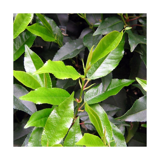  Laurier Du Portugal Angustifolia/pot De 5l - 80/100 Cm