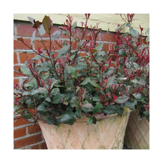  Photinia X Fraseri Little Red Robin/pot De 7,5l - 40/60 Cm
