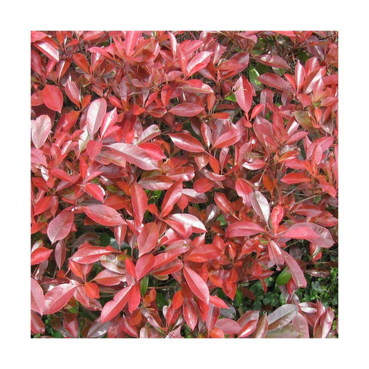  Photinia X Fraseri Little Red Robin/pot De 7,5l - 40/60 Cm