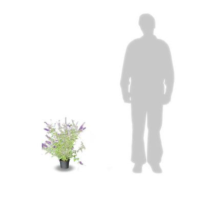  Arbre Aux Papillons Davidii Black Knight/pot De 4l - 40/60 Cm