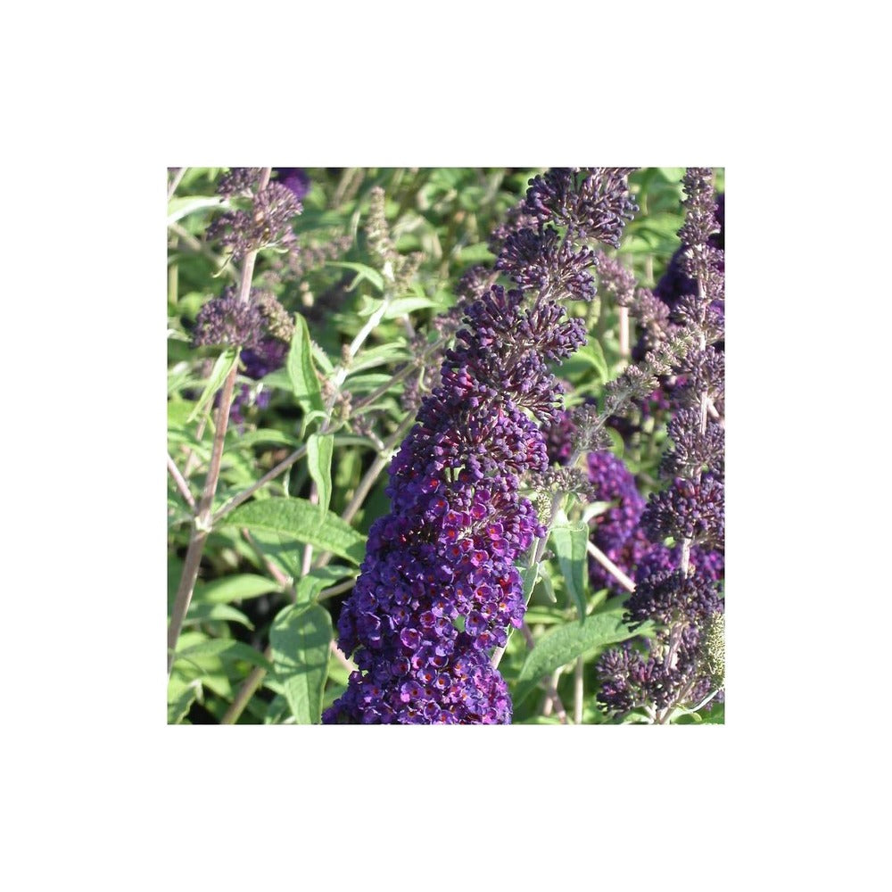  Arbre Aux Papillons Davidii Black Knight/pot De 4l - 40/60 Cm