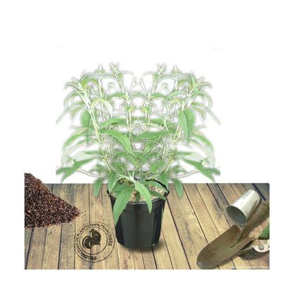  Arbre Aux Papillons Davidii Nanho Blue/pot De 7,5l - 40/60 Cm